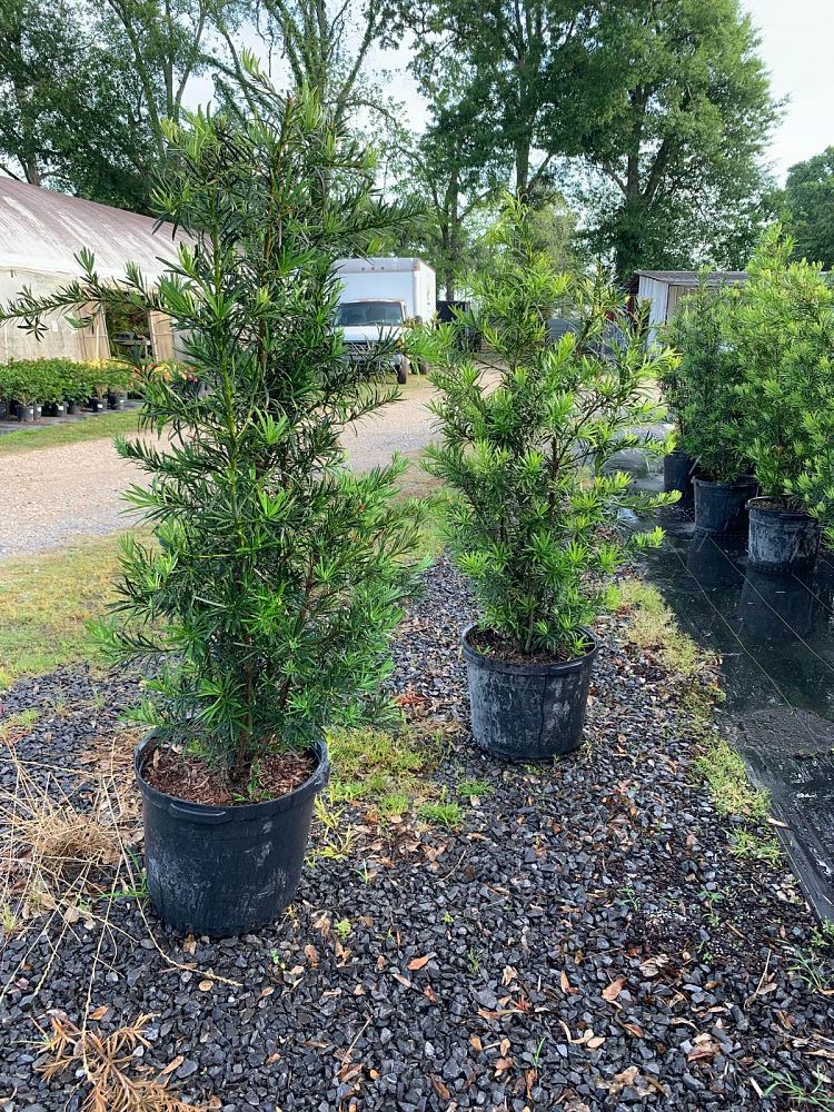 podocarpus-macrophyllus-japanese-yew