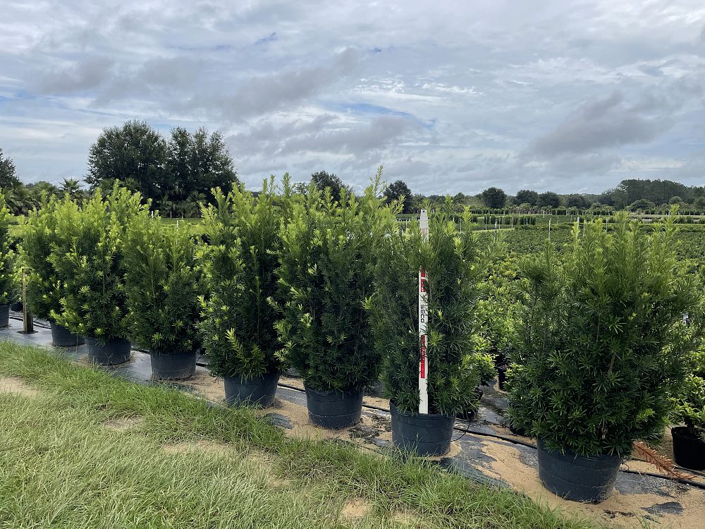 podocarpus-macrophyllus-japanese-yew