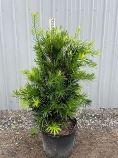 podocarpus-macrophyllus-japanese-yew