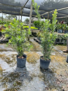podocarpus-macrophyllus-japanese-yew