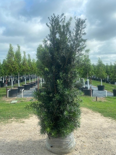 podocarpus-macrophyllus-japanese-yew