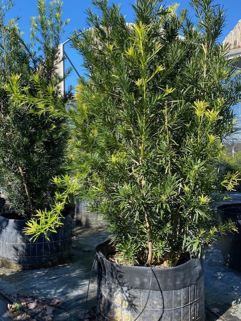 podocarpus-macrophyllus-japanese-yew