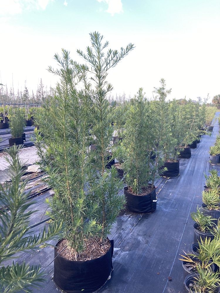 podocarpus-macrophyllus-japanese-yew
