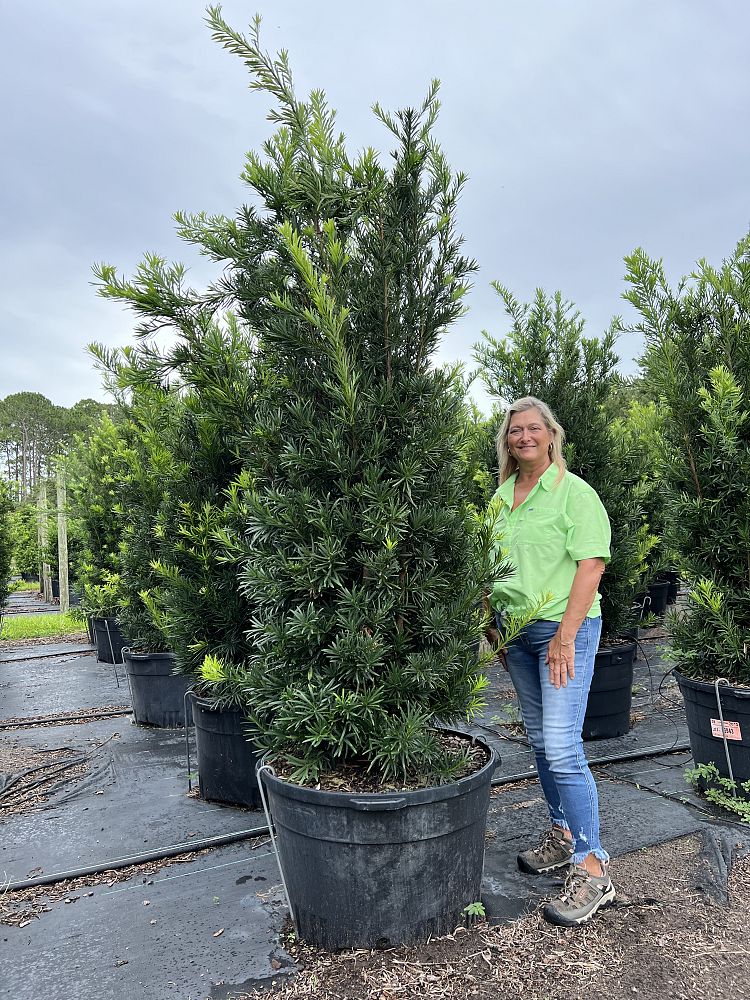 podocarpus-macrophyllus-japanese-yew