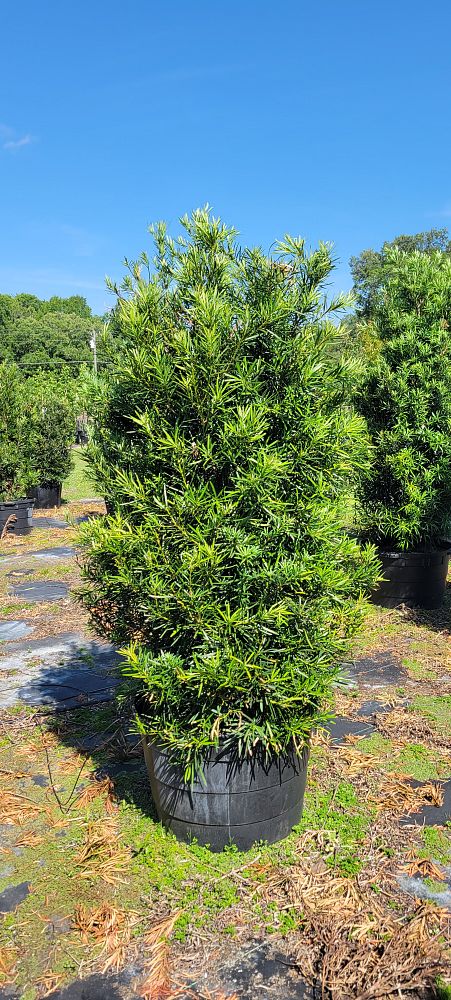 podocarpus-macrophyllus-japanese-yew