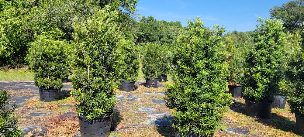 podocarpus-macrophyllus-japanese-yew