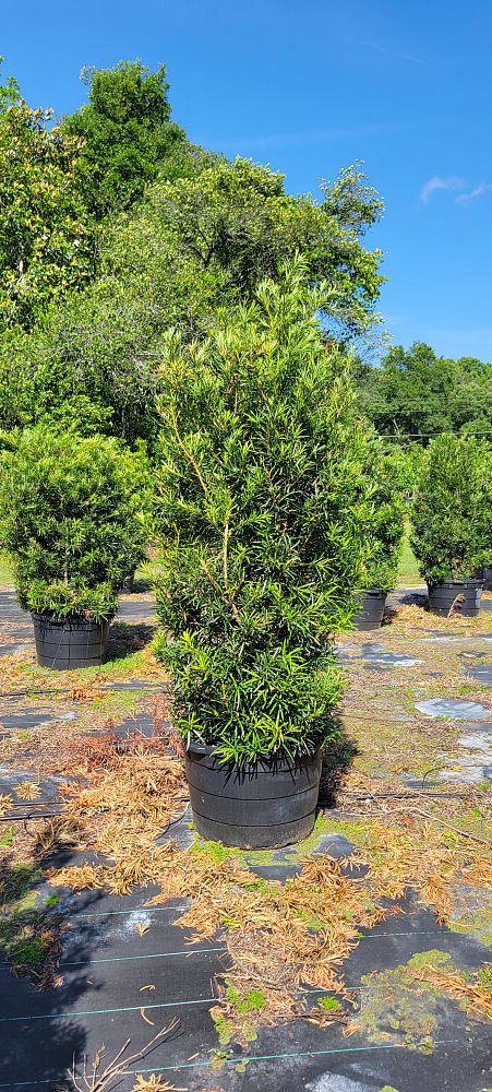 podocarpus-macrophyllus-japanese-yew