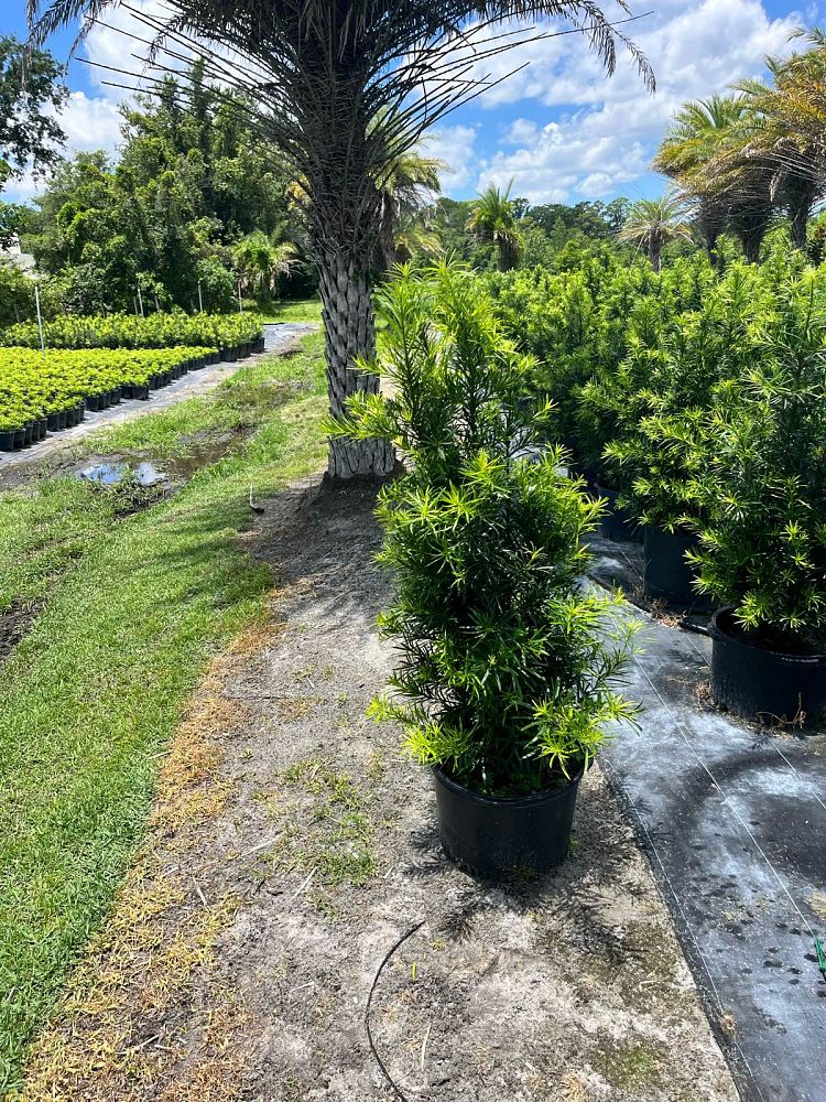 podocarpus-macrophyllus-japanese-yew