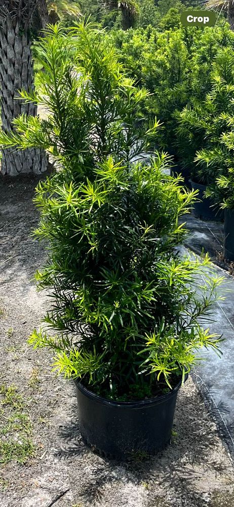 podocarpus-macrophyllus-japanese-yew