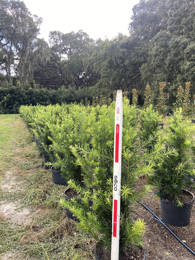 podocarpus-macrophyllus-japanese-yew