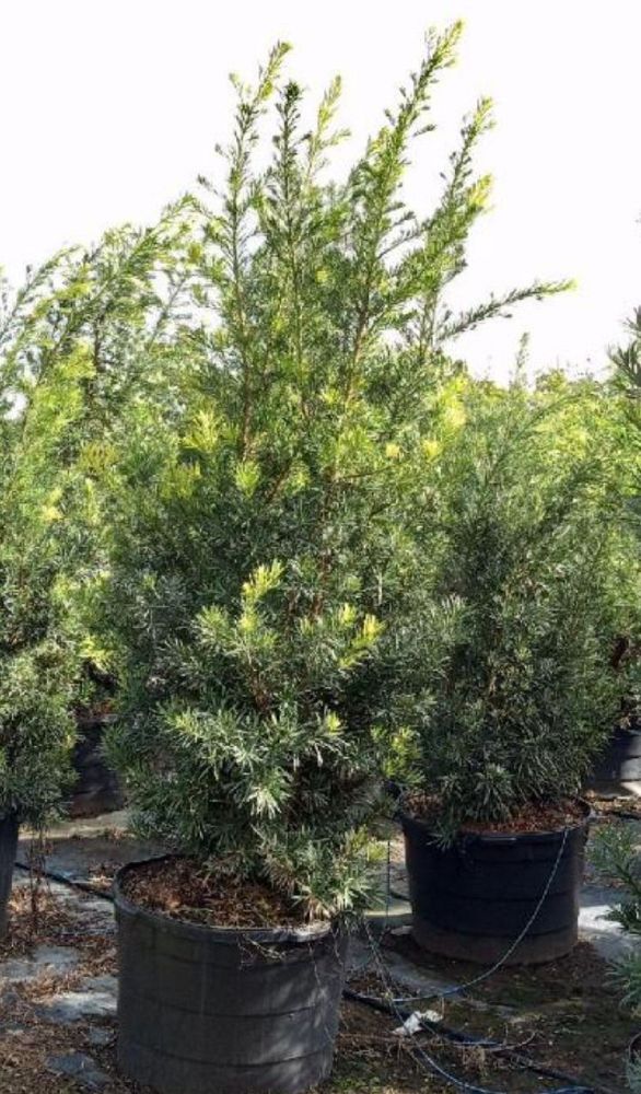 podocarpus-macrophyllus-japanese-yew