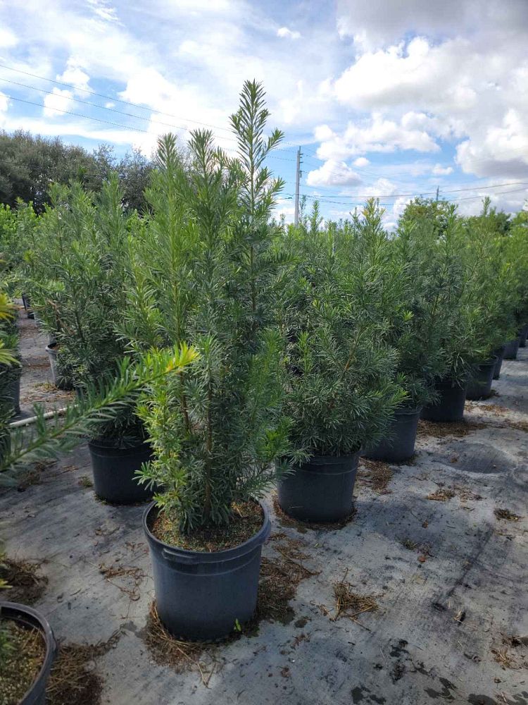 podocarpus-macrophyllus-japanese-yew