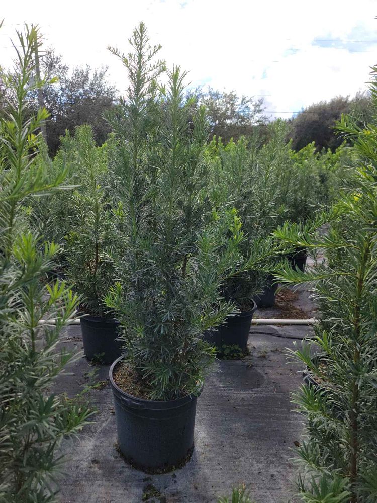 podocarpus-macrophyllus-japanese-yew