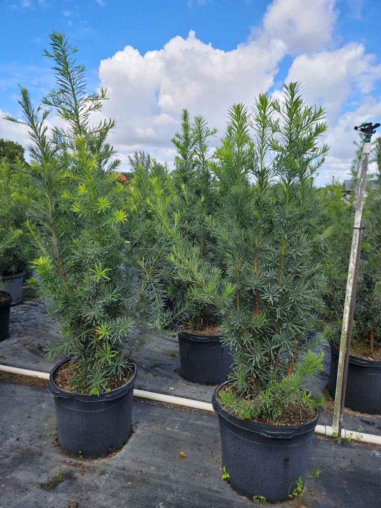podocarpus-macrophyllus-japanese-yew