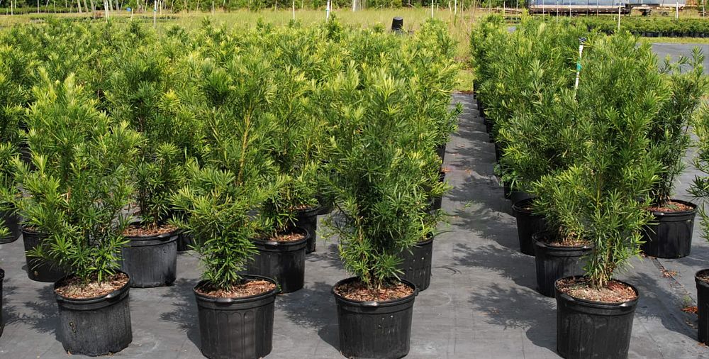 podocarpus-macrophyllus-japanese-yew