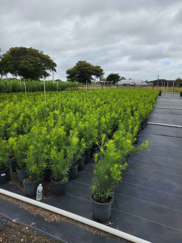 podocarpus-macrophyllus-japanese-yew
