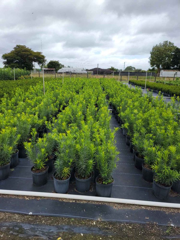 podocarpus-macrophyllus-japanese-yew