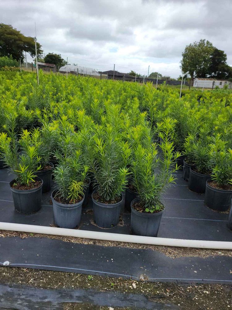 podocarpus-macrophyllus-japanese-yew