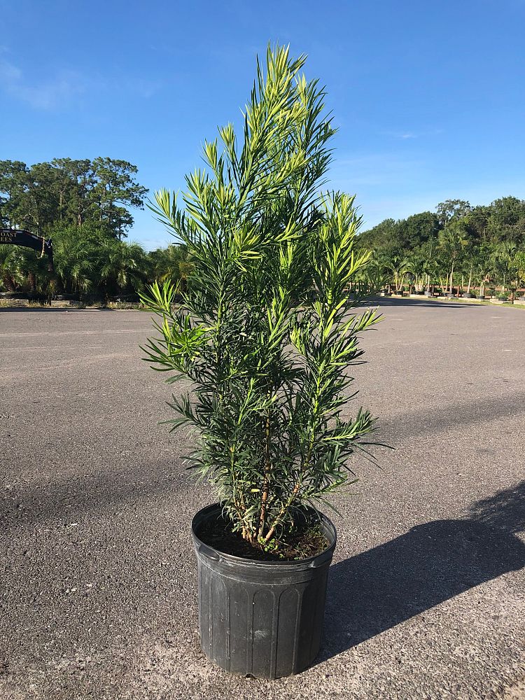 podocarpus-macrophyllus-japanese-yew