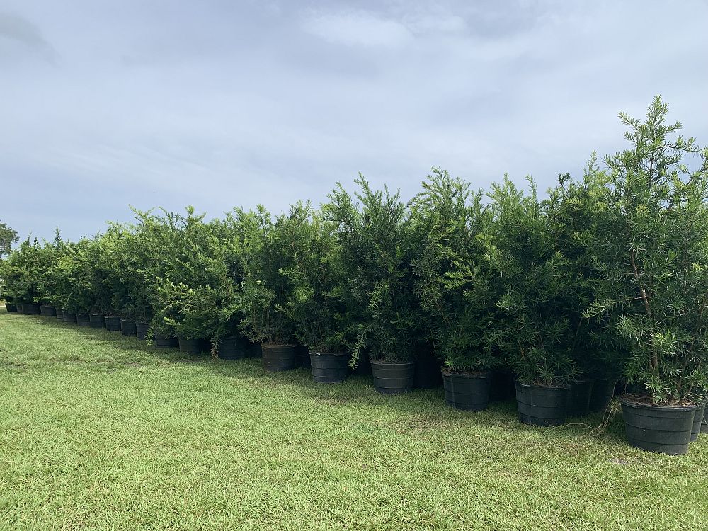 podocarpus-macrophyllus-japanese-yew