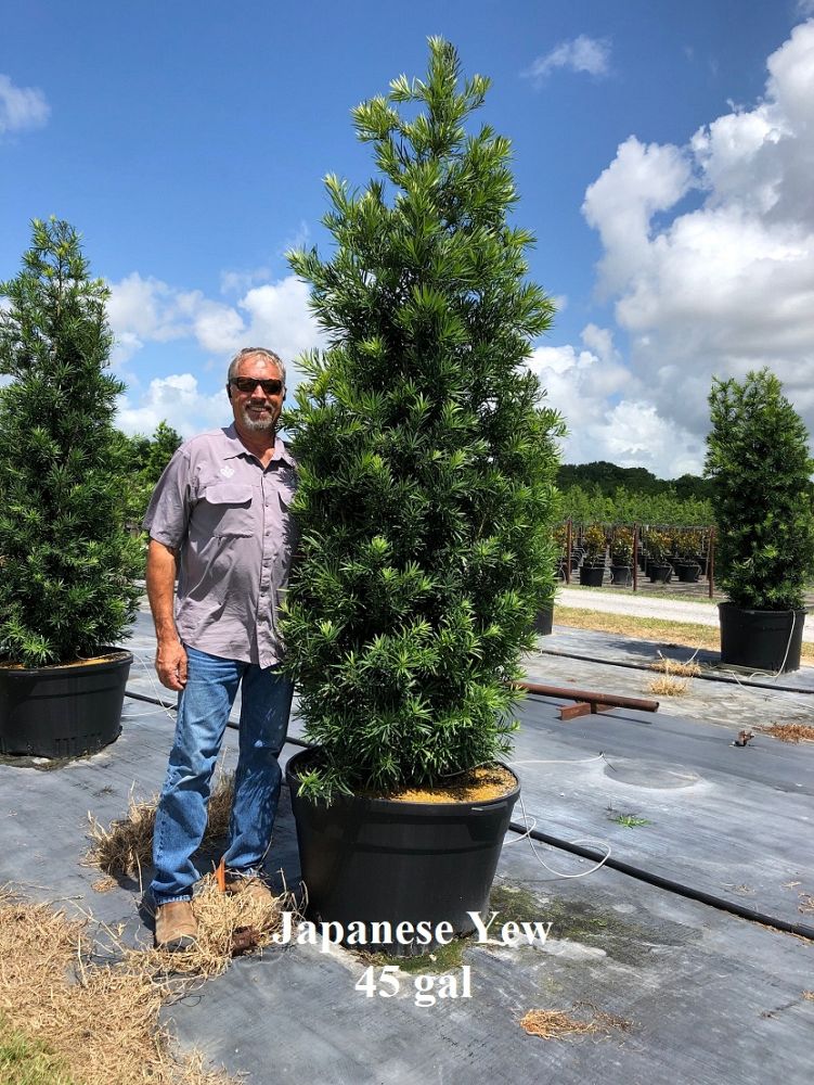 podocarpus-macrophyllus-japanese-yew