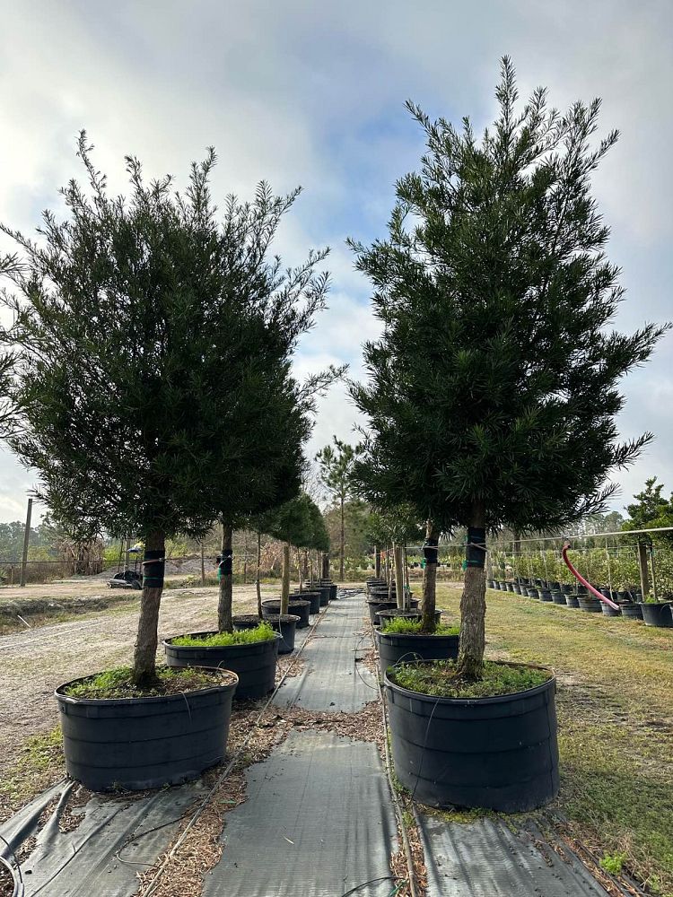 podocarpus-macrophyllus-japanese-yew