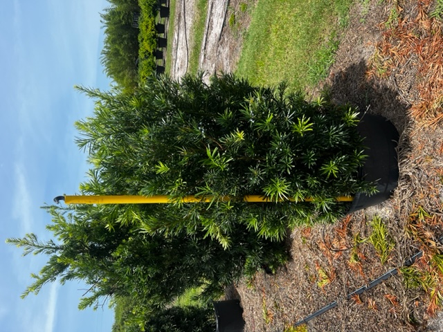 podocarpus-macrophyllus-japanese-yew
