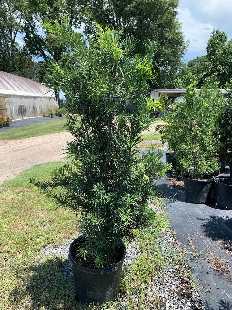 podocarpus-macrophyllus-japanese-yew