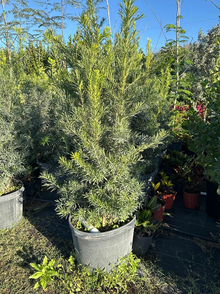 podocarpus-macrophyllus-japanese-yew