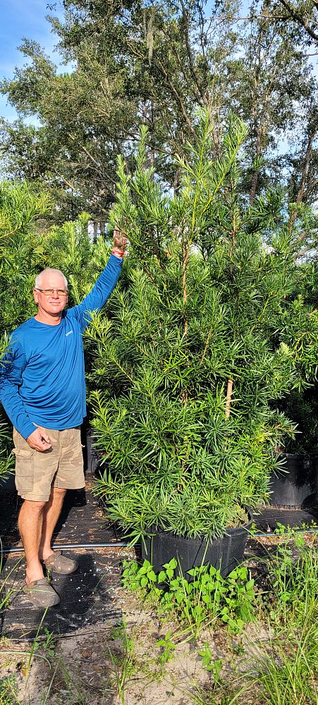 podocarpus-macrophyllus-japanese-yew