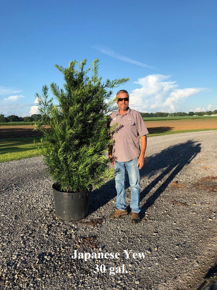 podocarpus-macrophyllus-japanese-yew