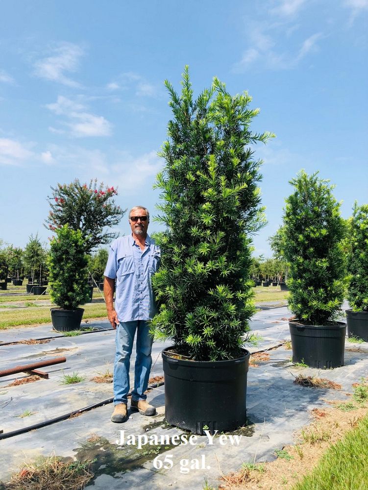 podocarpus-macrophyllus-japanese-yew