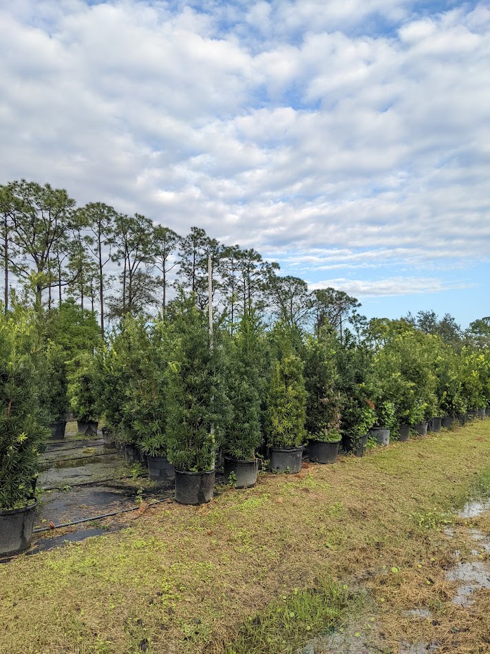 podocarpus-macrophyllus-japanese-yew