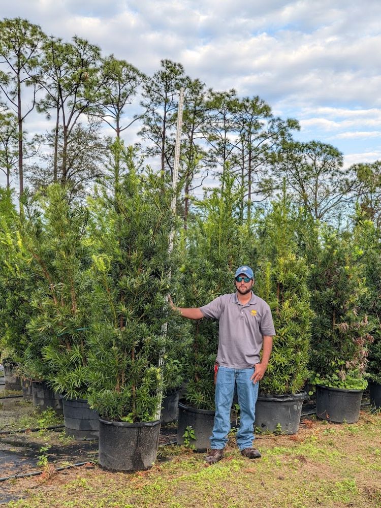 podocarpus-macrophyllus-japanese-yew