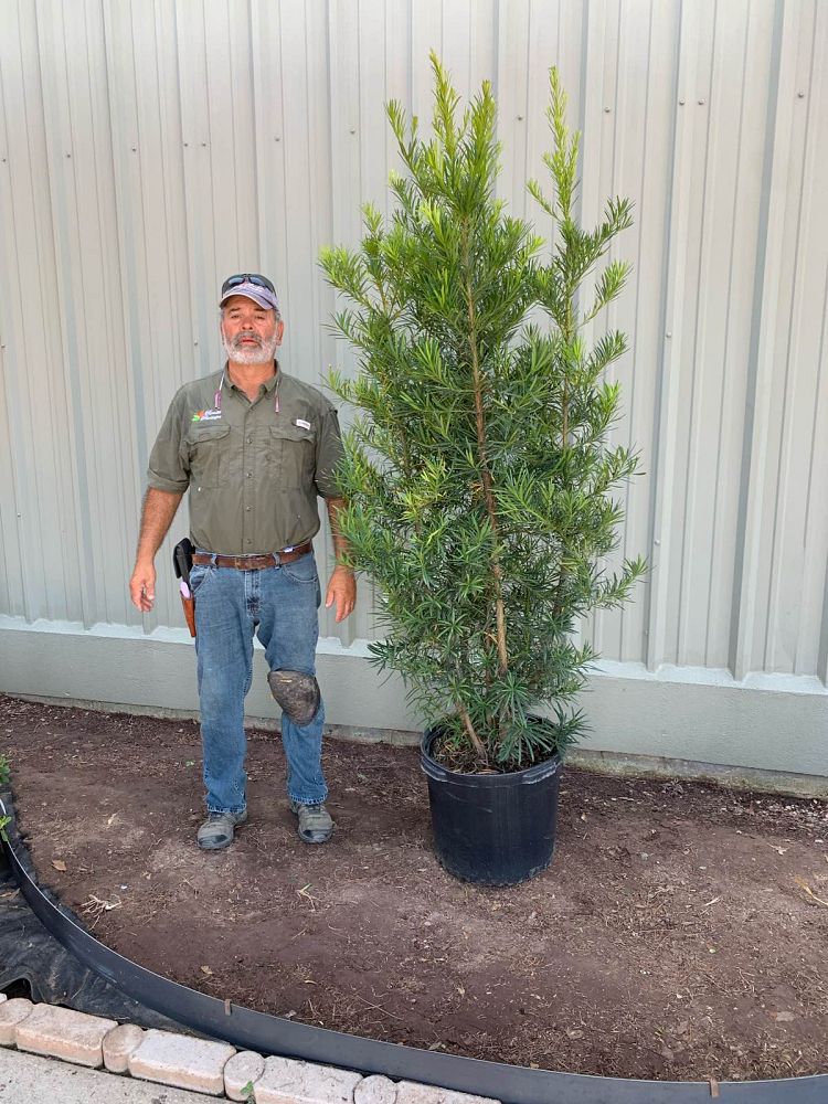 podocarpus-macrophyllus-japanese-yew