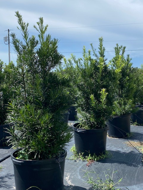 podocarpus-macrophyllus-japanese-yew