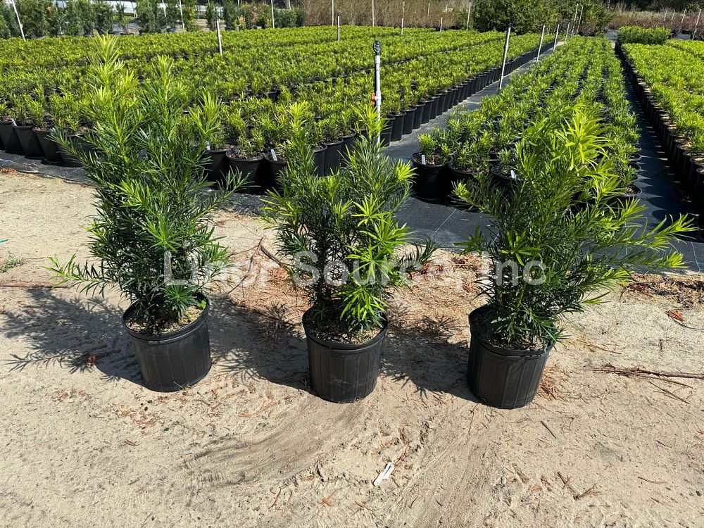 podocarpus-macrophyllus-japanese-yew