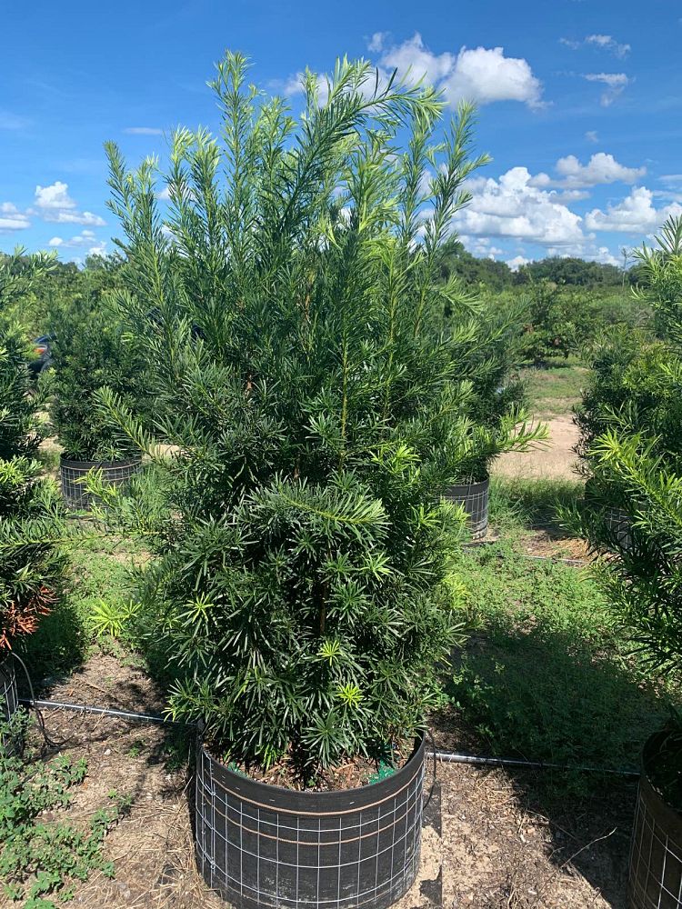 podocarpus-macrophyllus-japanese-yew