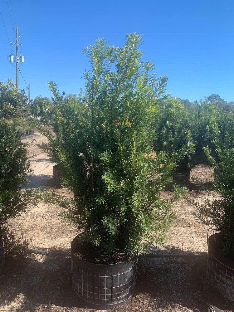 podocarpus-macrophyllus-japanese-yew