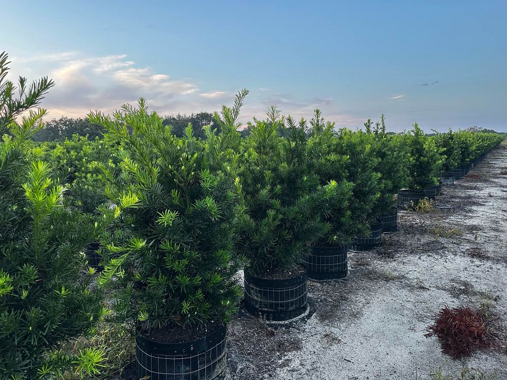 podocarpus-macrophyllus-japanese-yew