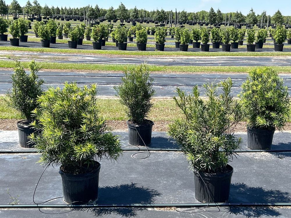 podocarpus-macrophyllus-japanese-yew