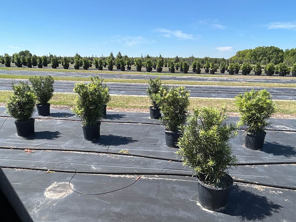 podocarpus-macrophyllus-japanese-yew
