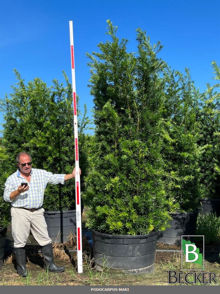 podocarpus-macrophyllus-japanese-yew