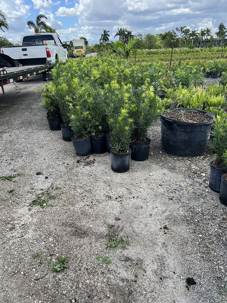 podocarpus-macrophyllus-japanese-yew