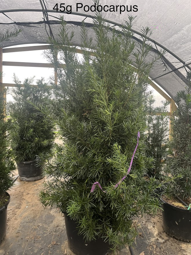 podocarpus-macrophyllus-japanese-yew