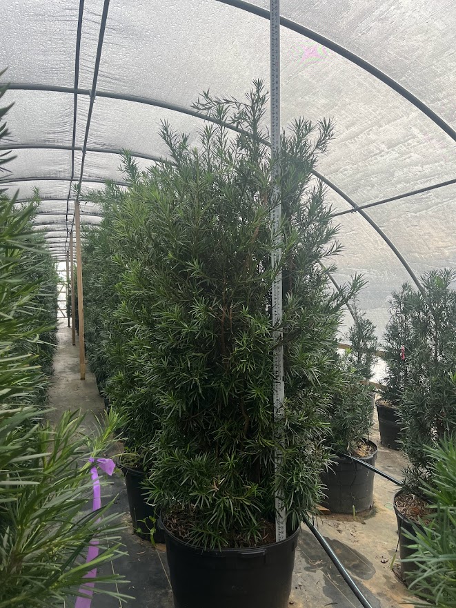 podocarpus-macrophyllus-japanese-yew