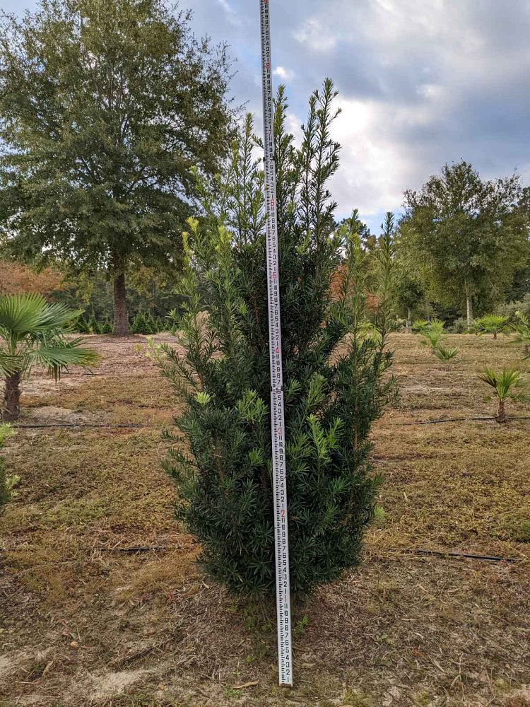 podocarpus-macrophyllus-japanese-yew