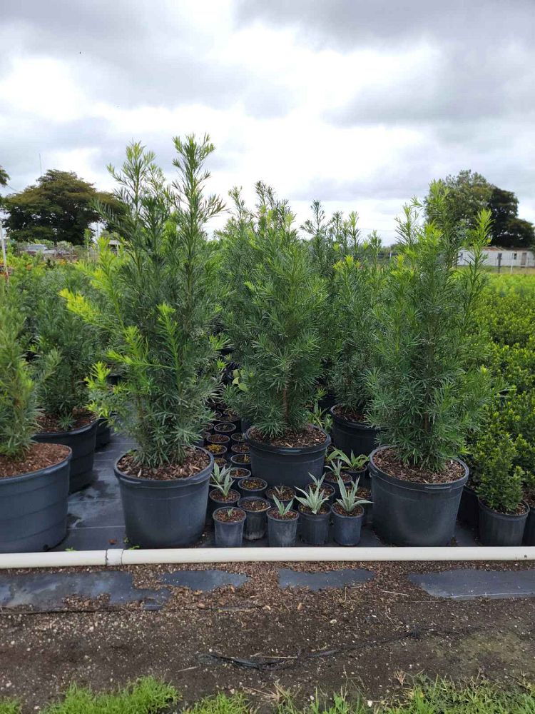 podocarpus-macrophyllus-japanese-yew