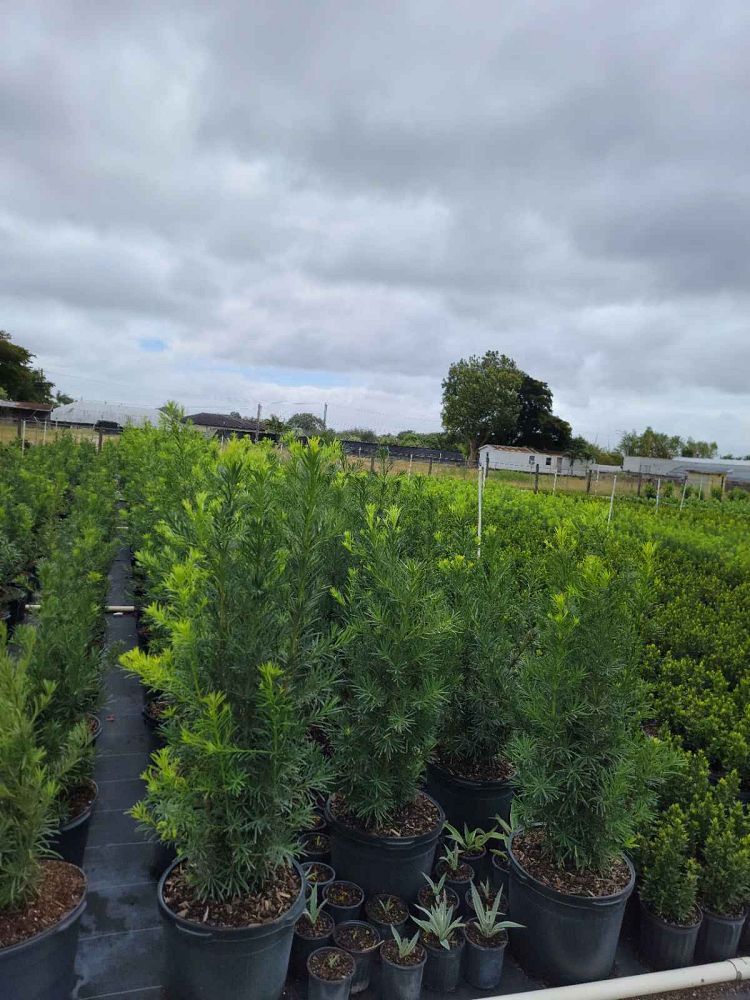podocarpus-macrophyllus-japanese-yew