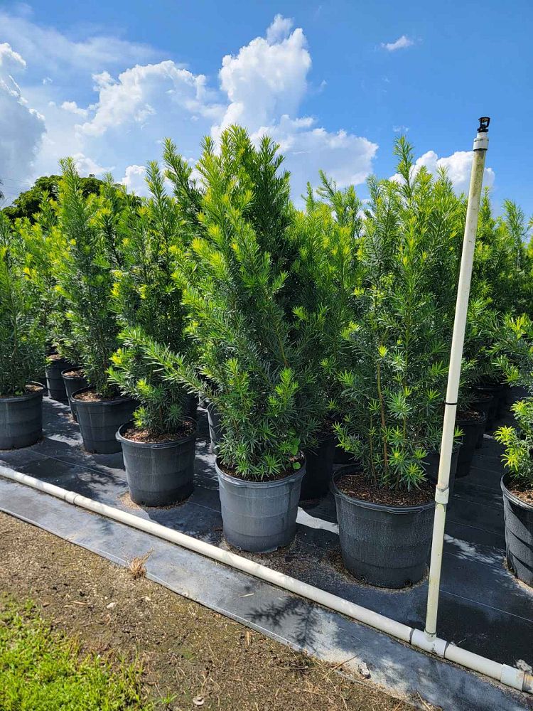 podocarpus-macrophyllus-japanese-yew